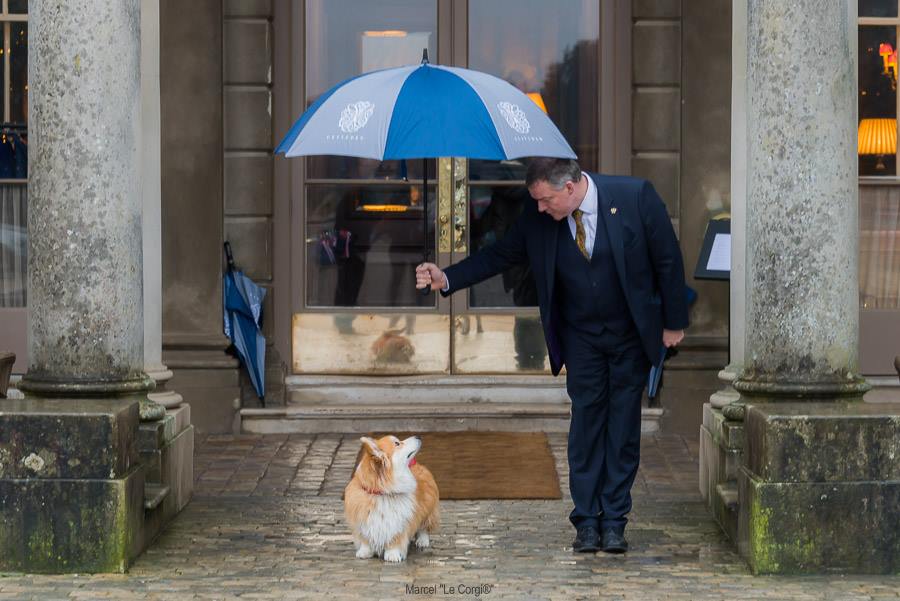 Dog-Friendly Dining Experiences by Pet-Fi
